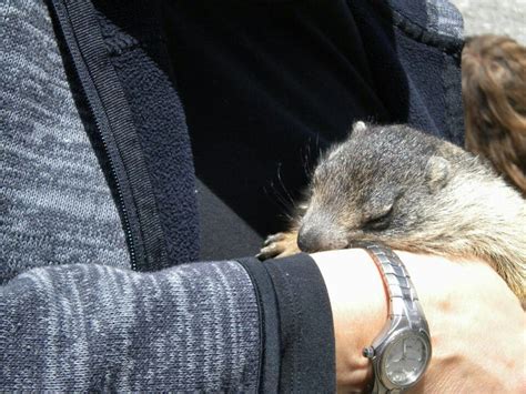 My sleeping baby marmot, French Alps | Prairie dog, French alps, Baby sleep