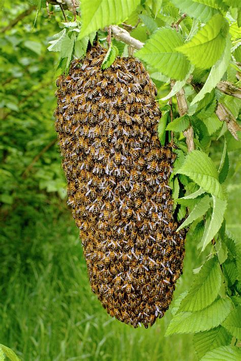 Honey Bee Swarm #1 by Sinclair Stammers/science Photo Library