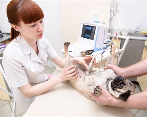 Specialized Services & Referrals - Happy Tails Animal Hospital