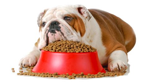 Beyond the Belly: The health consequences of pet obesity - Veterinary Practice News