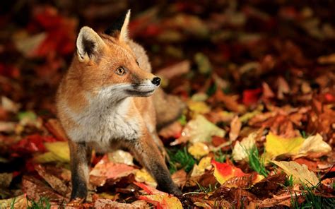 Fall Fox Wallpapers - Top Free Fall Fox Backgrounds - WallpaperAccess