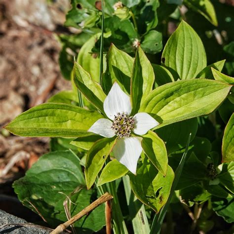 Cornus unalaschkensis (Western Bunchberry) – 10,000 Things of the ...