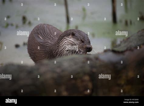 Mammals eating fish hi-res stock photography and images - Alamy