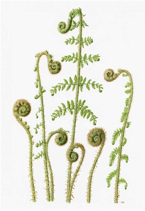 Fern Botanical Drawing at PaintingValley.com | Explore collection of ...