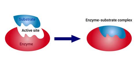 Enzyme-Substrate Images – Browse 75 Stock Photos, Vectors, and Video | Adobe Stock