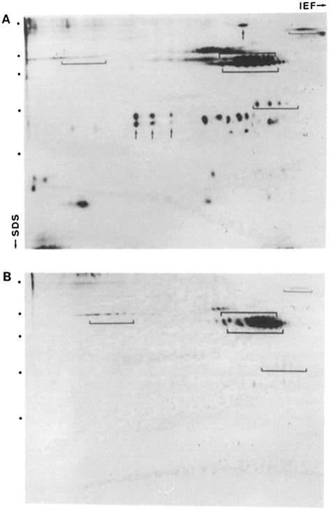 Analysis of glycoproteins transcytosing from the apical to the... | Download Scientific Diagram