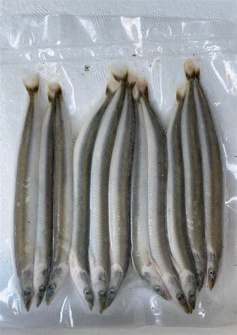 Sand Eels - Medium (Brands Vary) – Baits'R'Us