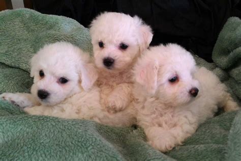 Bichon Frise Puppies - (509) 768-7854 - Bichon Frise Puppies for Sale ...