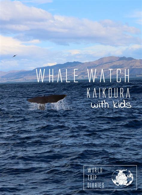 Whale Watch Kaikoura with kids - World Trip Diaries