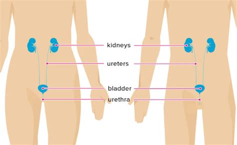 Bladder Pain - Causes, Symptoms And Therapy » Health Nutri Guide