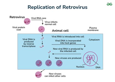 Replication of Retrovirus - Structure, Life Cycle and Examples ...