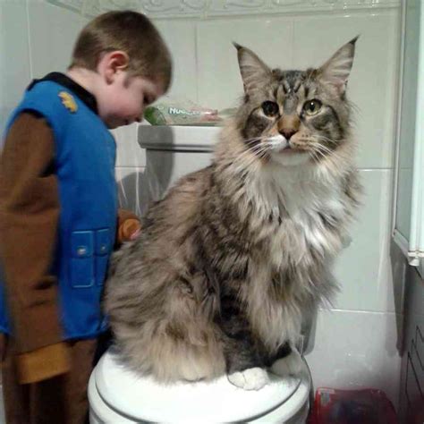 11 Largest Maine Coon Cats (in 2023)