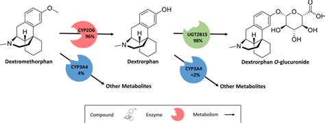 Implemented dextromethorphan metabolic pathways. Dextromethorphan is... | Download Scientific ...