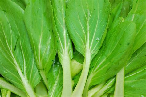 Green Leafy Vegetables Royalty Free Stock Photos - Image: 14018988