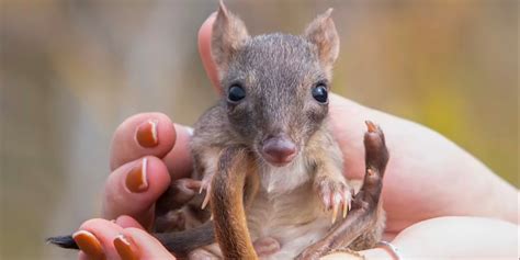 Rare Australian marsupial bouncing back after more than century-long absence | Fox Weather