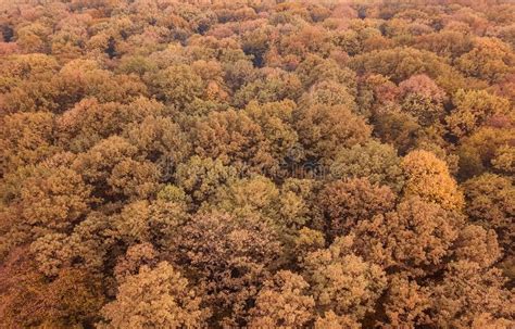 Autumn Forest Aerial View. Top View Fall Foliage Stock Photo - Image of ...