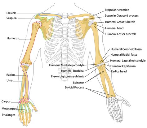 Diagram Human Bones · Free vector graphic on Pixabay