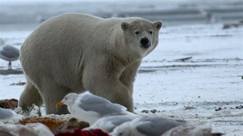 Bears of the Last Frontier | Polar Bear Fact Sheet | Nature | PBS