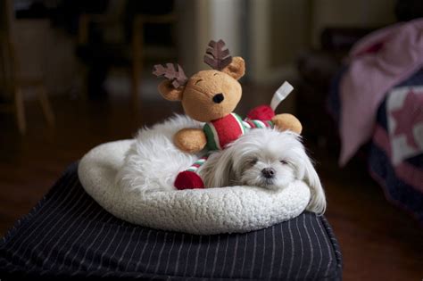 Toy Maltese Pet Organization, All About Animals, Maltese, The Wonders, Cute Puppies, Adoption ...