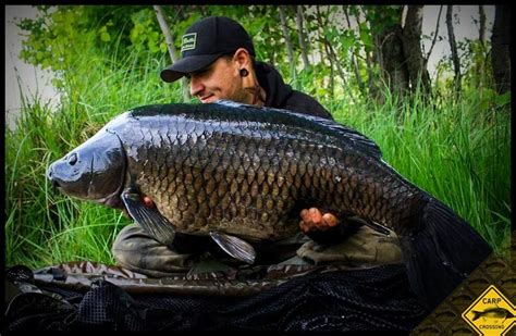 What a gorgeous black common carp. For carp fishing tips check out our ...