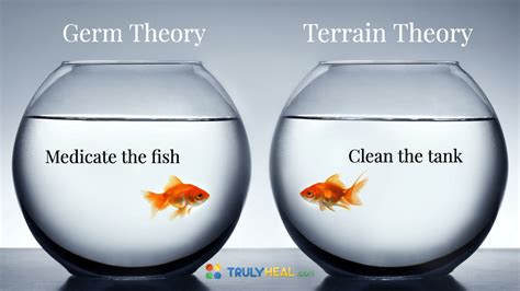 Terrain Theory vs Germ Theory - TRULY HEAL