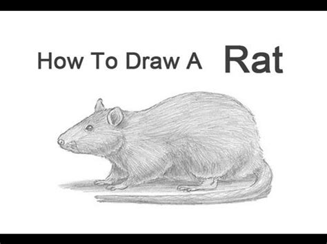 How to Draw a Rat - YouTube