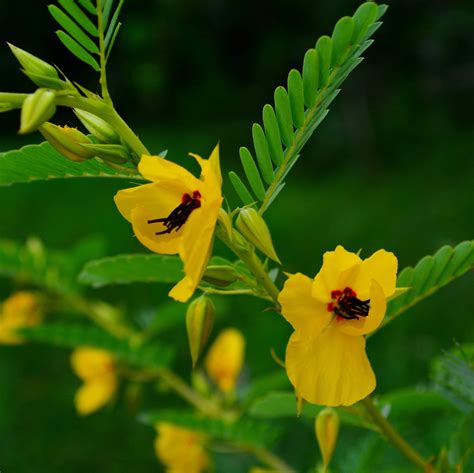 Partridge Pea in 2021 | Native plants, Peas, Plants