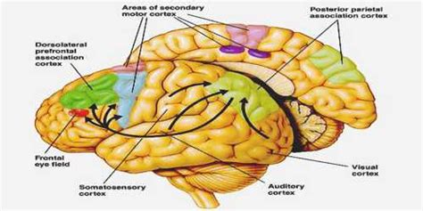 Premotor Cortex - Assignment Point