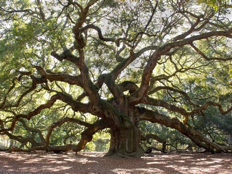 Southeastern Shade Trees – Choosing Southern Shade Trees To Keep Cool