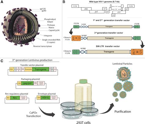 Current Update on Severe Acute Respiratory Syndrome Coronavirus 2 ...