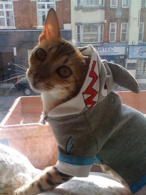 This feline who looks FIERCE in his shark costume. | Cat halloween ...