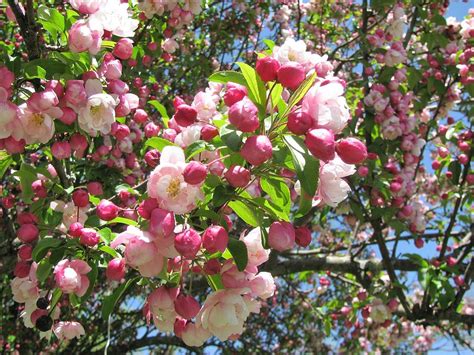 Apple Blossoms Tree in Full Bloom Photograph by GinA Captured Images of ...