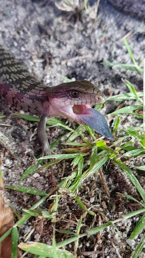 🦎 Baby blue tongue lizard in my garden is 🔥 : r/NatureIsFuckingLit