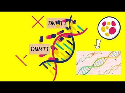 Decitabine Mechanism Of Action - YouTube