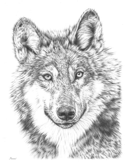 Wolf Pencil Drawing | Behance