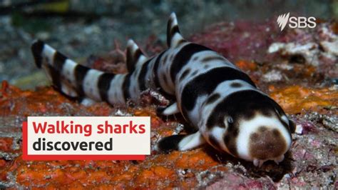 Watch a new species of 'walking shark' take a stroll on the seabed | SBS On Demand