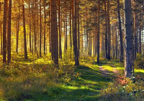 September In The Forest Free Stock Photo - Public Domain Pictures