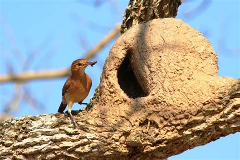 Rufous Hornero, showing nest entrance and nest chamber division - S.E ...