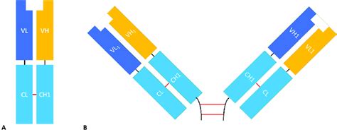 The structure of Fab and F(ab') 2 fragments. (A) Fab fragment composed... | Download Scientific ...