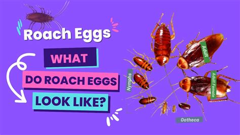 Exclusive Guide on Roach Eggs: What Do Roach Eggs Look Like? - The ...