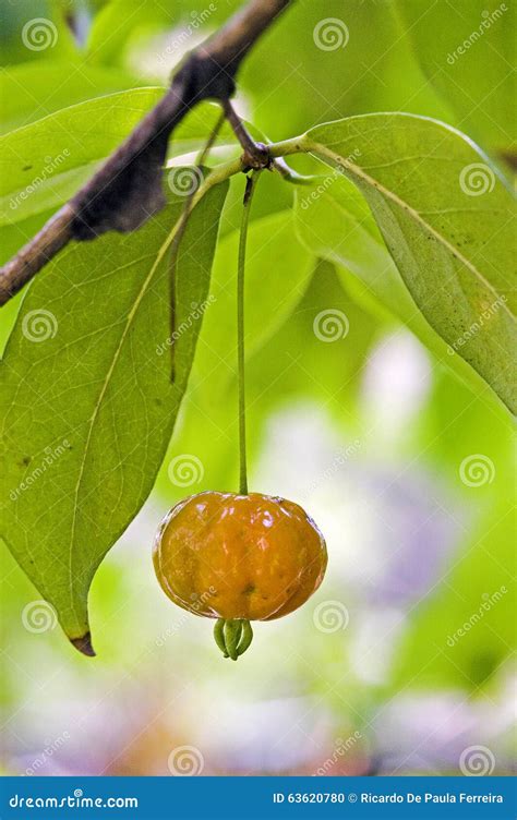 Pitanga or Surinam cherry stock photo. Image of horticulture - 63620780