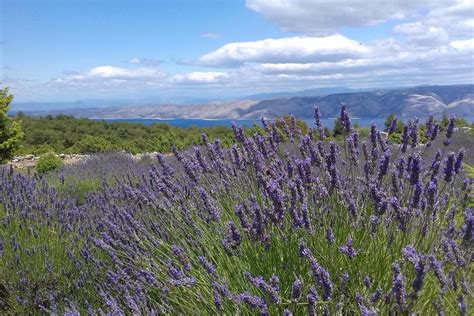 2023 Hvar Lavender Tour provided by Hiking Hvar - Reserve Now