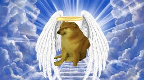 "Chims", Shiba Inu meme dog suffering from anxiety, dies - The Goa ...