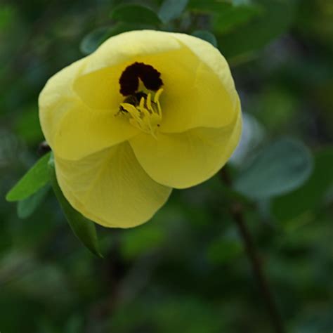 Bauhinia tomentosa - Wildflower Nursery