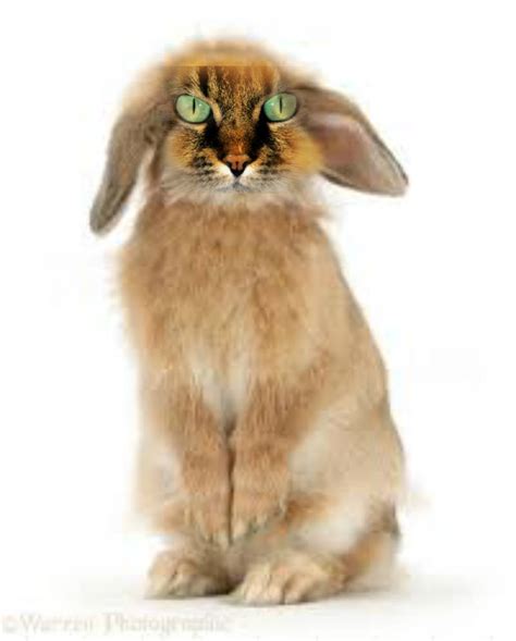 Cat rabbit hybrid by VirgilViscacha on DeviantArt