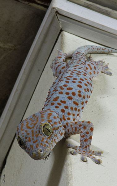 Arghentrock's A Taste of the Philippines: House Gecko Lizard Eats Rice on Table in the Philippines