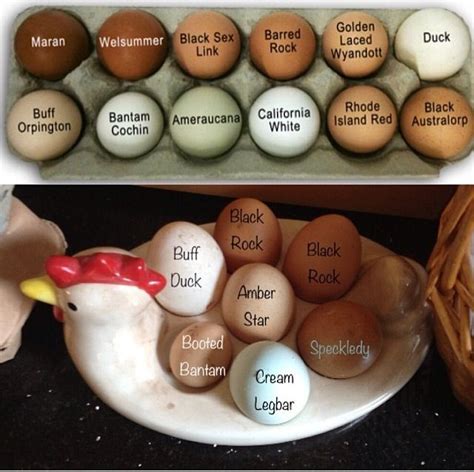 Which breed of chicken is your egg from? Some egg varieties by color ...