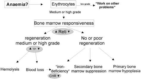 Anemia in Dogs, Causes, Symptoms, Treatment, Complications