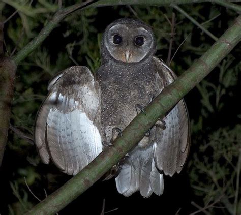 Greater Sooty Owl (Tyto tenebricosa). Photo by Richard Jackson. Owl Bird, Pet Birds, Beautiful ...