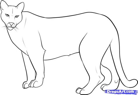 free mountain lion Coloring Pages | how-to-draw-a-mountain-lion-step-8 ...